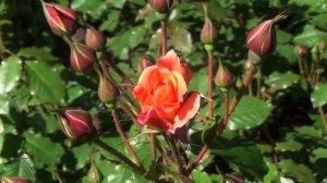 Нежность цвета и звуков...