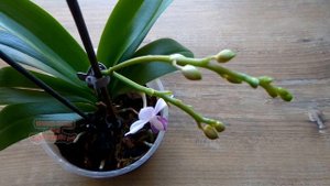 Как УДОБРЯТЬ ОРХИДЕИ, мой личный опыт, фаленопсис "САПФИР" #цветоводство