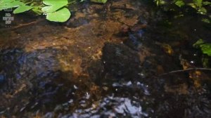 #Новгородские_Усадьбы, Выпуск №1, Окуловский район, Усадьба Заветное, Новгородская область