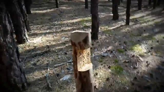 Осенью в лесу смотреть онлайн