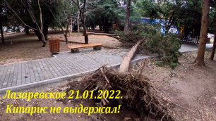 Ветер повалил кипарис! Парк 21.01.2022 🌴ЛАЗАРЕВСКОЕ СЕГОДНЯ🌴СОЧИ.