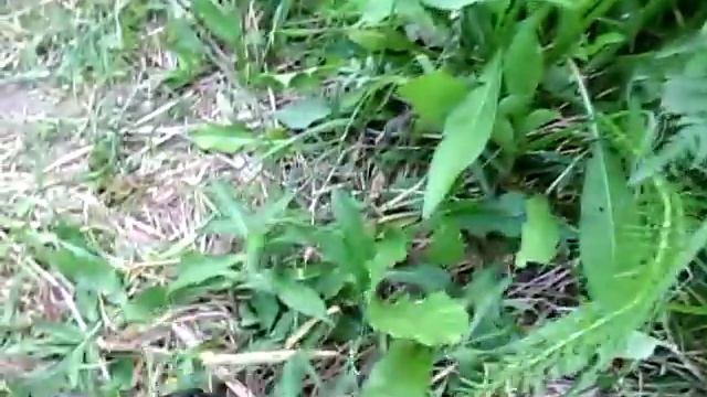 Мой самый крупный ротан на 550 грамм смотреть онлайн