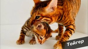 7 САМЫХ РЕДКИХ КОШЕК В МИРЕ