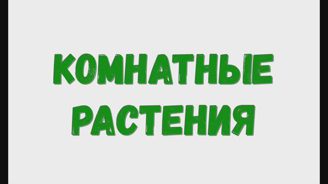 Домашние комнатные растения. Растения дома.