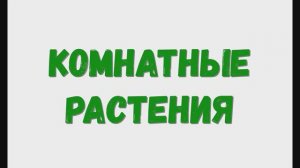 Домашние комнатные растения. Растения дома.