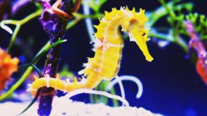 Кто такие морские коньки?Интересные и Малоизвестные факты о морских коньках🔥