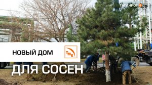 Новый дом для сосен