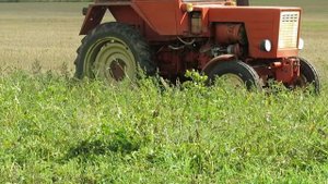 Т-25 сбивает ботву на поле картофеля.