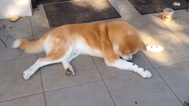 BEST MEDIUM GUARD DOGS | Top 8 breeds of guard dogs for families смотреть онлайн