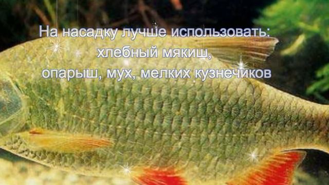 Ловим красноперку смотреть онлайн