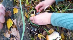 Грядки белых грибов | Необыкновенный лесной урожай