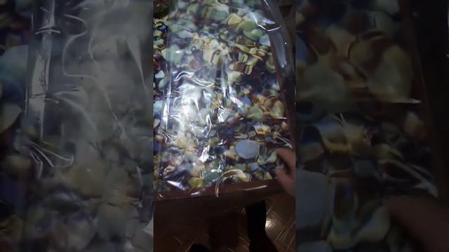Вешенки на картоне из своего мицелия на картоне.