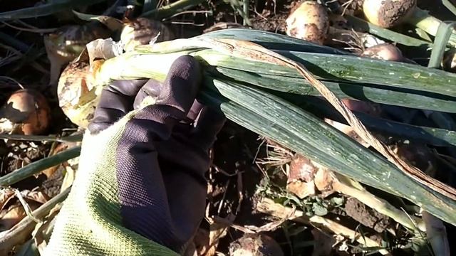 Влог. Картофан на полкило мой.Урожай подождёт, вперёд Рыжика погладить нужно.