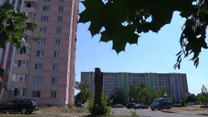 Зачем летом обрезают тополя?