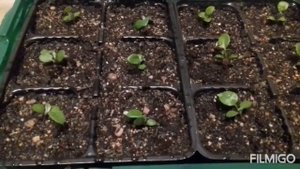 Цинерария от посева до "цветения" / от А до Я / Выращивание из семян