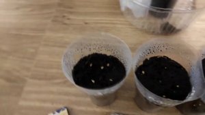 Посев и всхожесть старых (просроченных ) семян томатов #рассада #семена #огород #посевсемян