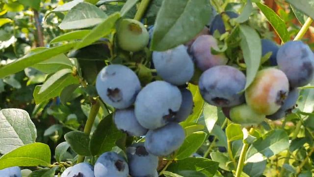 Патриот и Блюджей со своим урожаем лидируют . смотреть онлайн