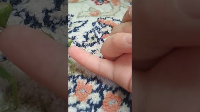 Бедный богомол измученный 😭😭😭 смотреть онлайн