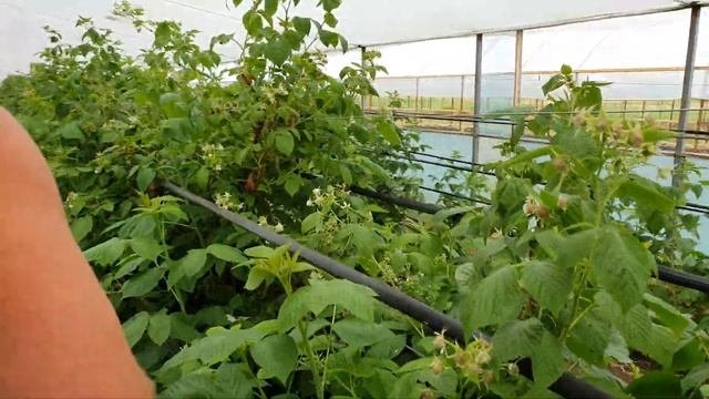 Ремонтантная Малина Квелли. Одна из лучших новинок !