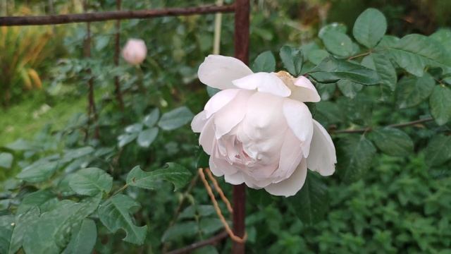 Плетистая остинкa The Generous Gardener. Позднее осеннее цветение на второй год посадки. смотреть онлайн