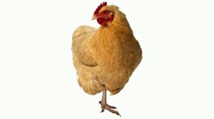 Одноногая курица