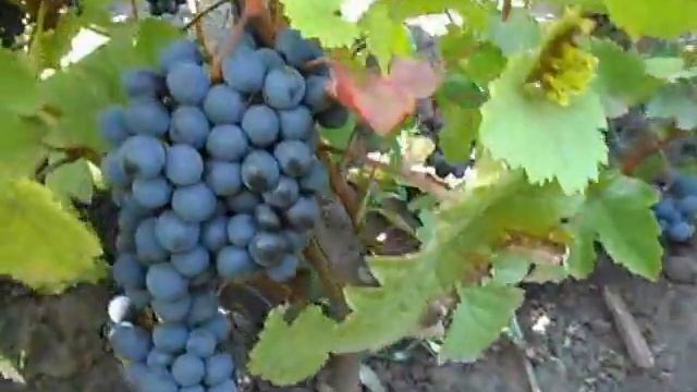 Сорт винограда Магия. смотреть онлайн