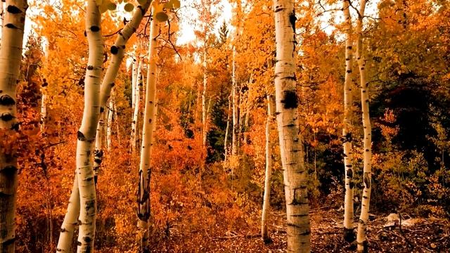 Heaven Chris Rea. Video by Jeannie Mitchell Myers