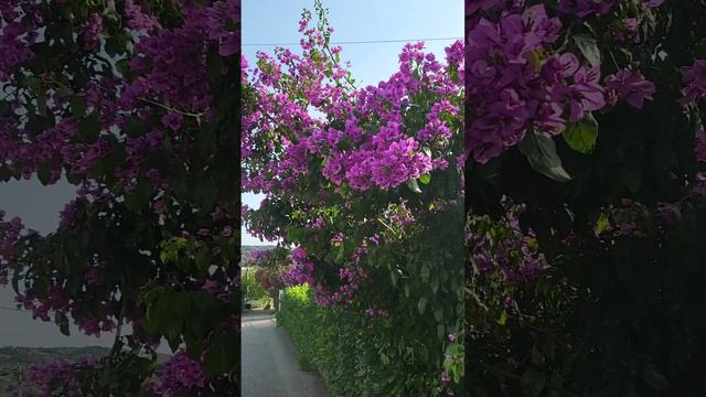 Гибискус 🌺 сирийский,  польза и богу- мило.