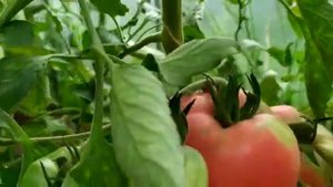 ЛУЧШИЙ СОРТ ТОМАТА ДЛЯ ПОДМОСКОВЬЯ: МАЗАРИНИ!!!