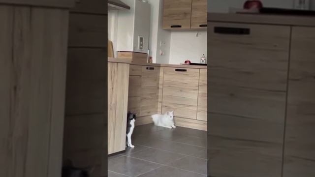 Котейкин вытек из параллельной вселенной