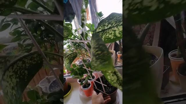 Обрезка Диффенбахии (Продолжение) смотреть онлайн