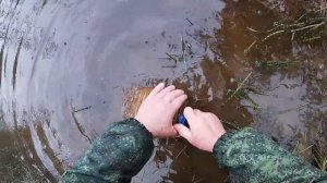 КАК ПОЙМАТЬ ЖИВЦА \ СНЯТИЕ ЛОВУШЕК \ ЕСТЬ ЗАПАС