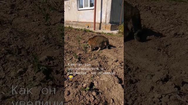 Очень эмоциональный городской кот