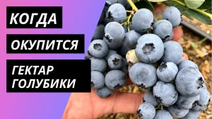 Когда окупится гектар голубики?
