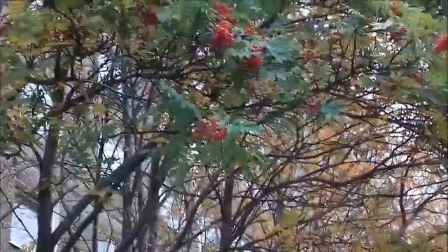 Золотая Осень . # Разноцветные деревья # смотреть онлайн