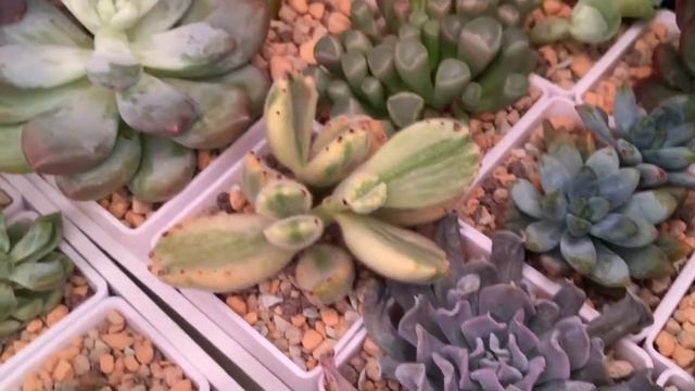 Еженедельная рубрика. Обзор моей коллекции суккулентов.