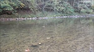 Fishing a New Body of Water: The North Fork of the Holston River in Virginia