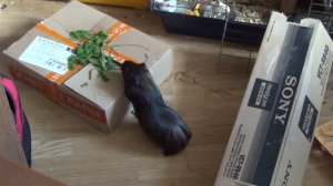 морская свинка Блэкки июнь2021