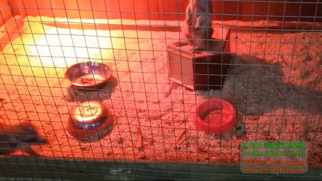 сурикат - необыкновенное животное смотреть онлайн