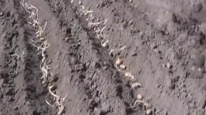 MTZ 05  посадка картошки окучниками 1 .MPEG