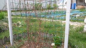 Клематисы зимовали на опоре.Что получилось. ВЫВОДЫ.