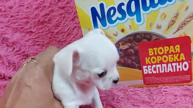 Зиг чихуахуа,белый мальчик чихуахуа, ПРОДАЖА,сын Мажора чемпиона , питомник Кастропуло 89787458062 смотреть онлайн