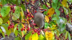 Свиристели и дрозды-рябинники лакомятся плодами осени