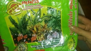 Кротон (Кодиеум)  ПЕРЕСАДКА