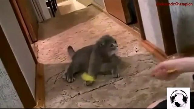 Кот встает на две лапы смотреть онлайн