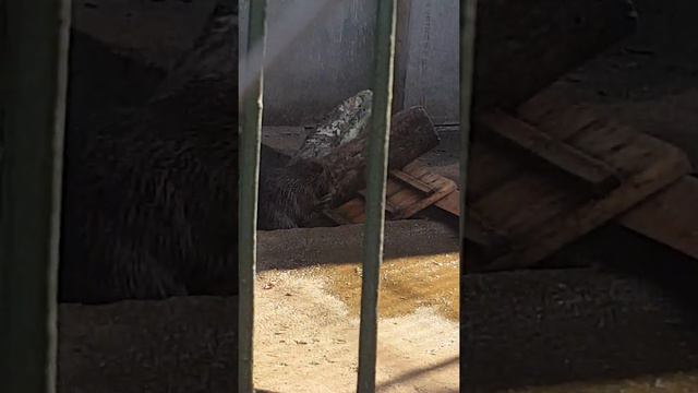 зоопарк часть 1 смотреть онлайн