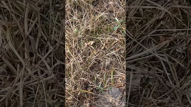 Поймали крота и переселили. смотреть онлайн