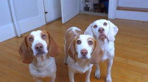 Dogs Surprised with Screaming Chicken Invasion! Funny Dogs Maymo, Indie & Potpie