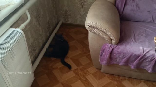 VLOG? УЧИМ РЕБЁНКА ХОДИТЬ? МАЛЕНЬКИЙ ПОМОЩНИК НЕ ДАЁТ НИЧЕГО ДЕЛАТЬ? НОВАЯ ИГРУШКА У ТИМА?