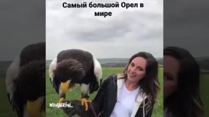 Самый большой Орел в мире???